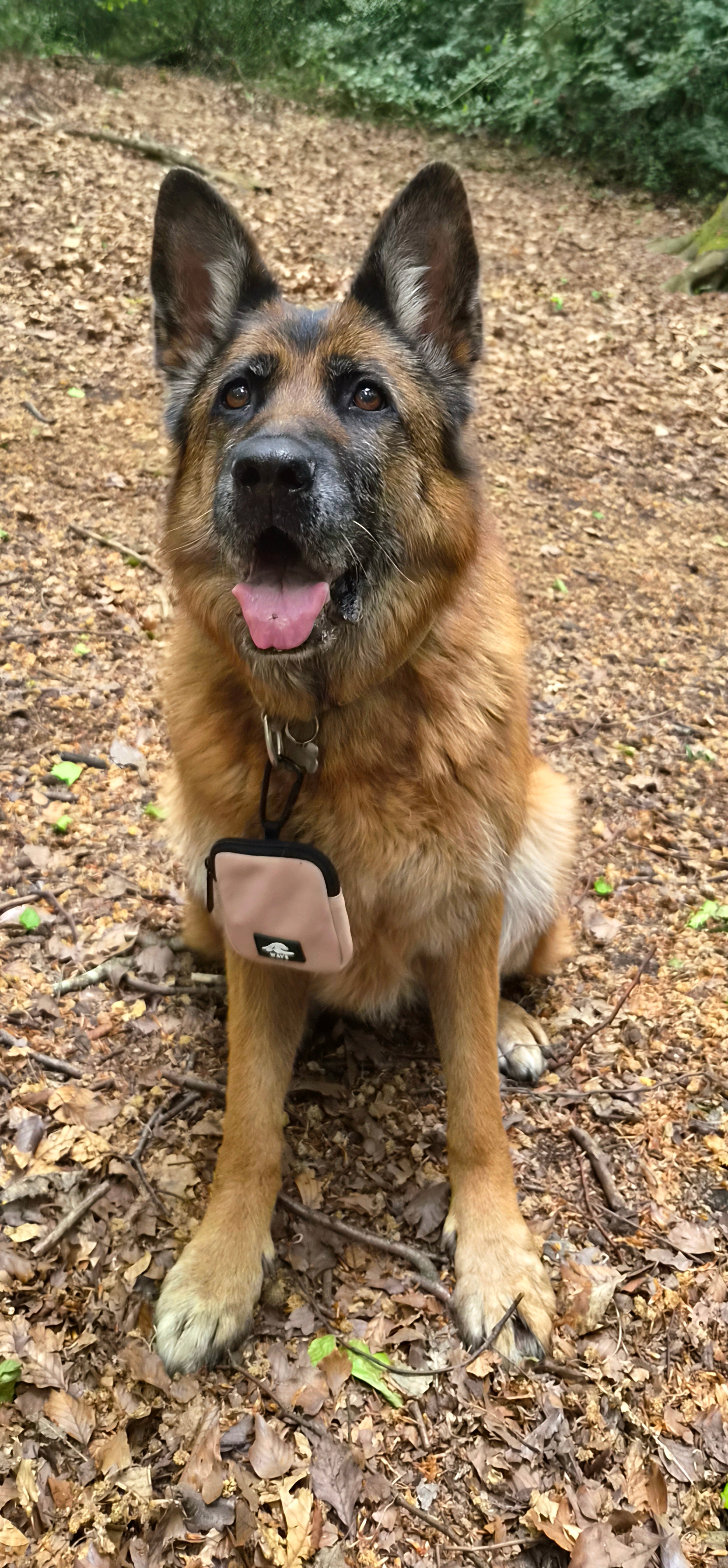 Wave dog Walk Treat Pouch