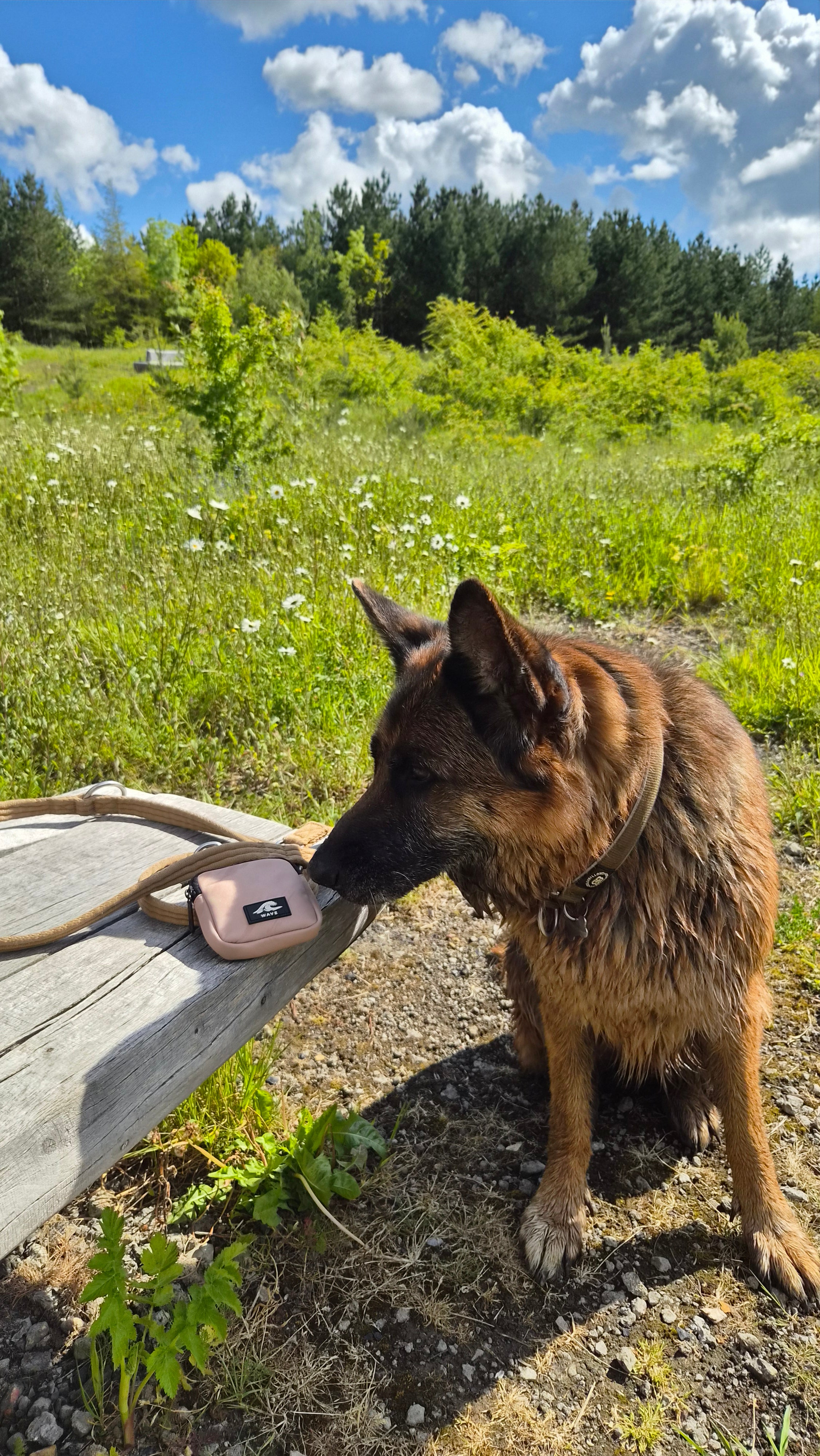 Wave dog Walk Treat Pouch