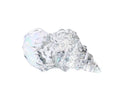 Glass Seashell Ornament - Coastal Home Decor Clear
