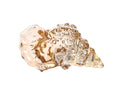 Glass Seashell Ornament - Coastal Home Decor Yellow